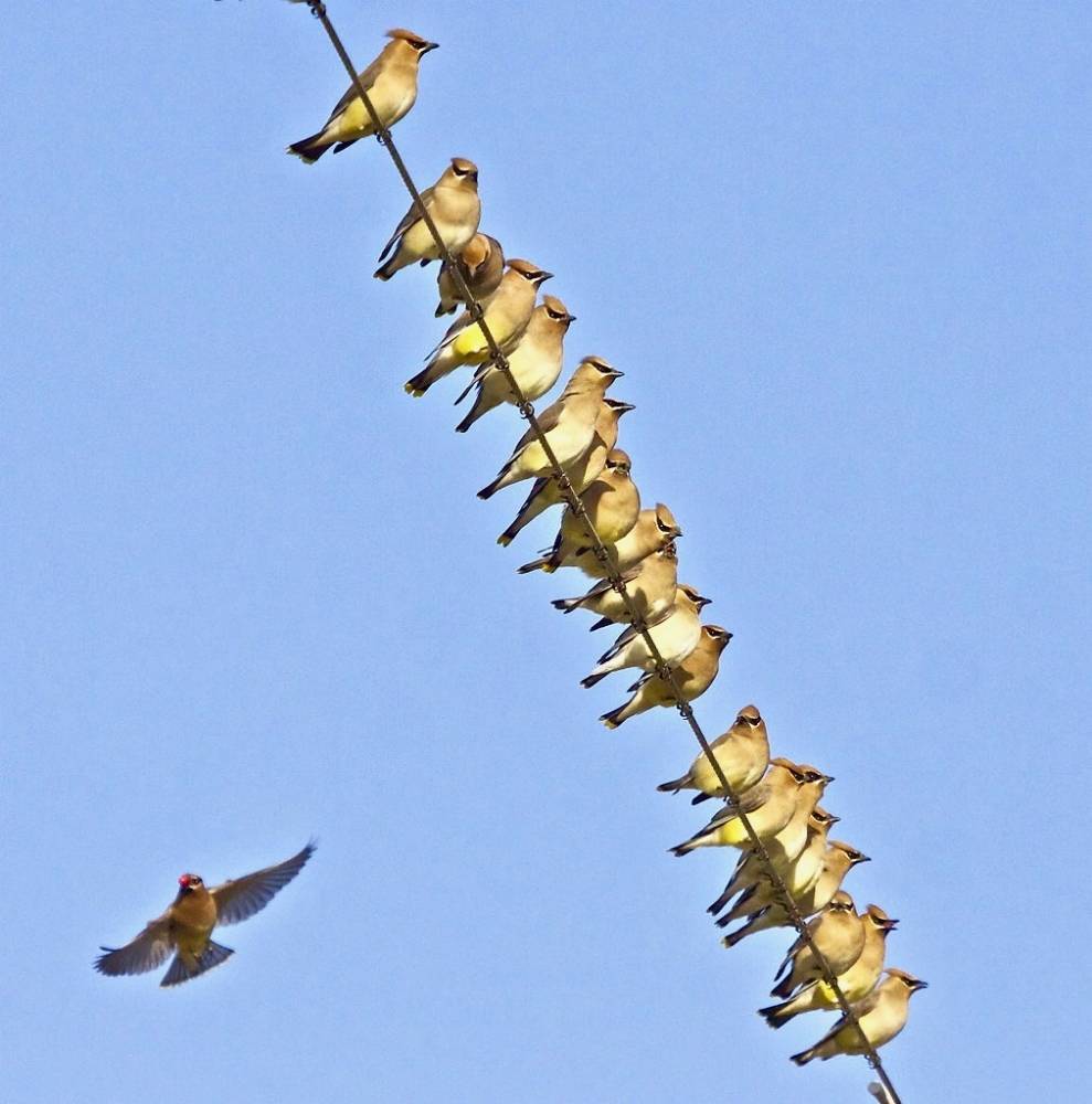 Cedar Waxwings by flythebirdpath is licensed under CC BY-NC 2.0